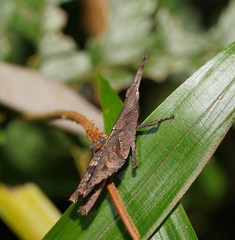 Desmoptera truncatipennis