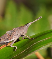 Desmoptera truncatipennis