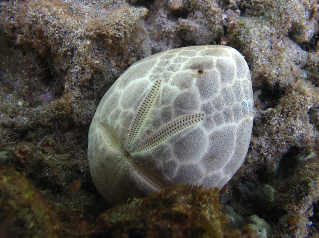 Keeled Heart Urchin
