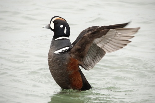 Harlequin Duck, photo 5 of 8