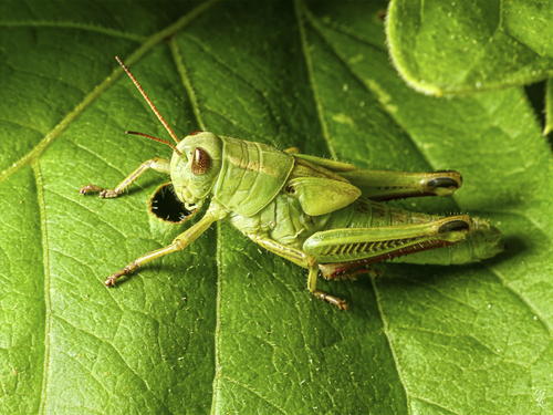 Two-striped Grasshopper, photo 2 of 9