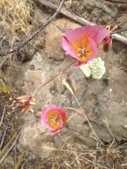 Calochortus plummerae