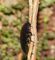 Blattoidae