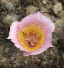Calochortus plummerae