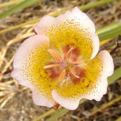 Calochortus plummerae
