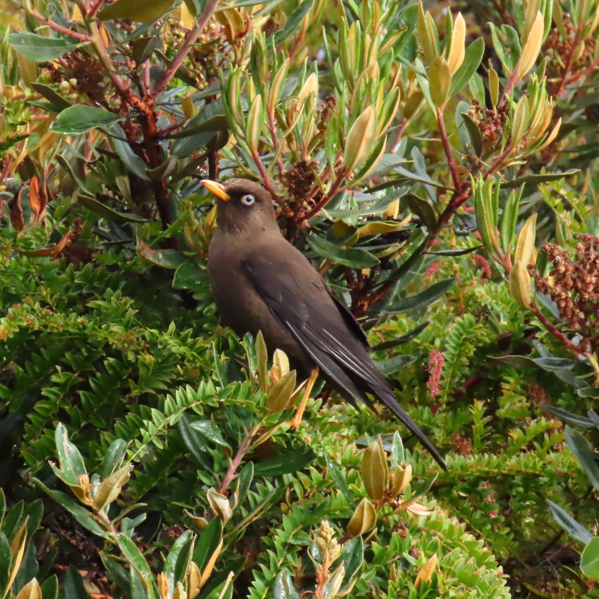 Sooty Thrush (Turdus nigrescens), photo 8