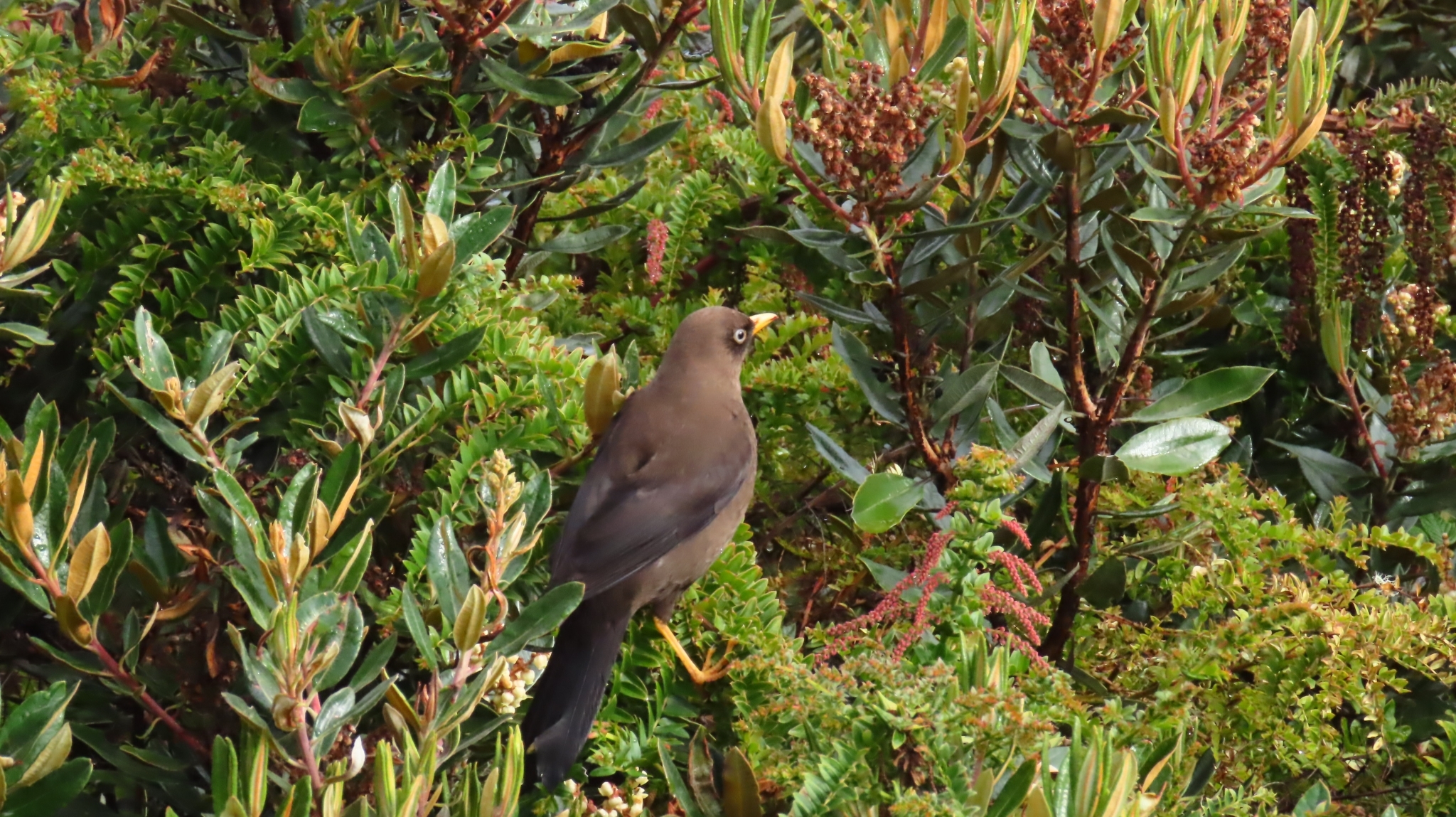 Sooty Thrush (Turdus nigrescens), photo 9