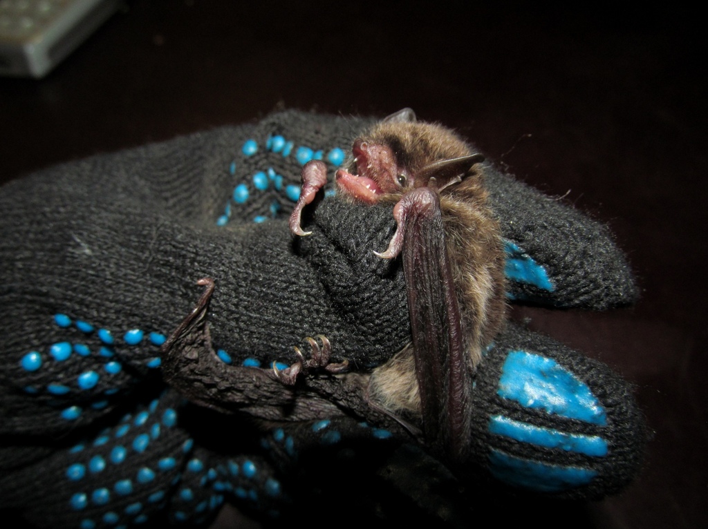 Long-Tailed Myotis
