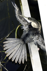 Anhinga anhinga