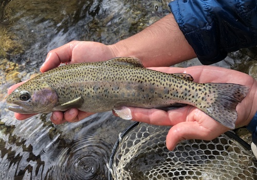 Rainbow Trout, photo 8 of 8