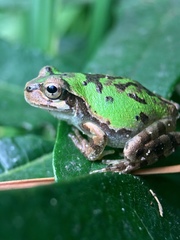 Hyla japonica