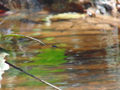 Prodasineura interrupta