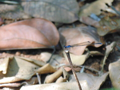 Prodasineura interrupta