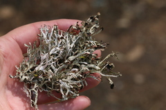 Platismatia stenophylla