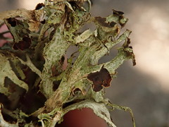 Platismatia stenophylla