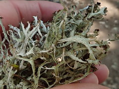 Platismatia stenophylla