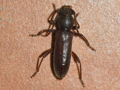 Anatinomma insularis