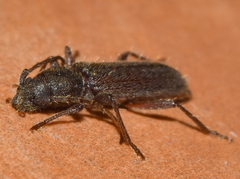 Anatinomma insularis