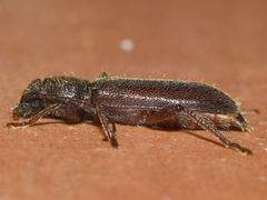 Anatinomma insularis