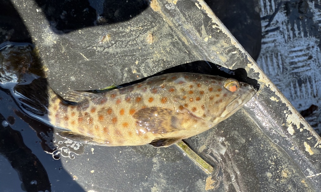 Orange-spotted grouper