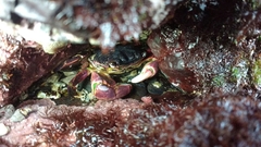 Pachygrapsus