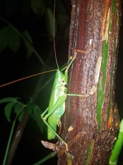 Austrosalomona destructor