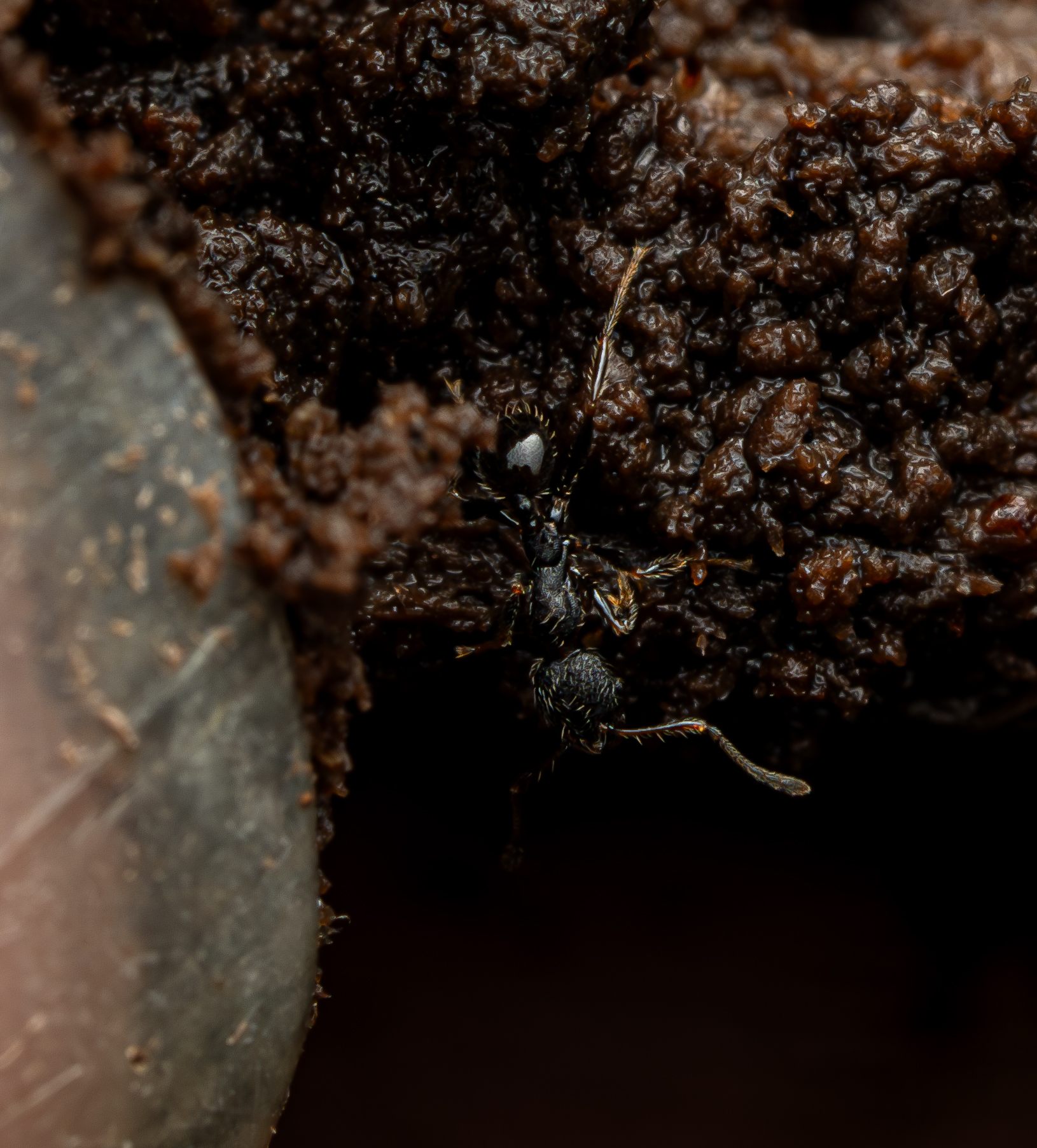 Pheidole tenebricosa