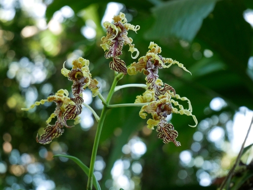 Dendrobium spectabile observed 2025-03-24
