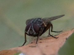 Diptera