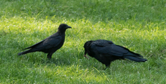Corvus brachyrhynchos