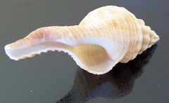 Propefusus australis