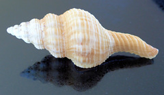 Propefusus australis