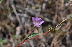 Clarkia amoena caurina