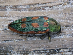 Stigmodera cancellata