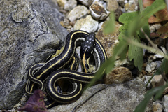 Thamnophis cyrtopsis cyrtopsis