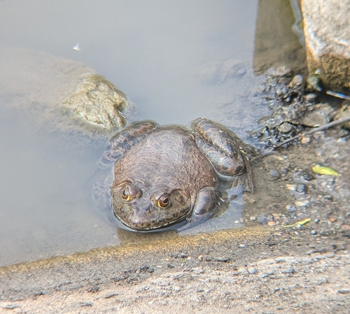 iNaturalist observation photo of American Bullfrog