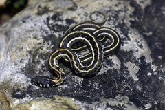 Thamnophis cyrtopsis cyrtopsis