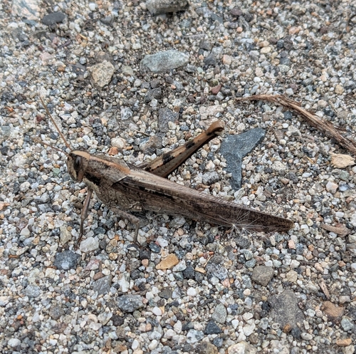 iNaturalist observation photo of Gray Bird Grasshopper
