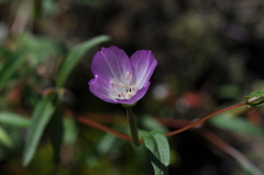 Clarkia amoena caurina