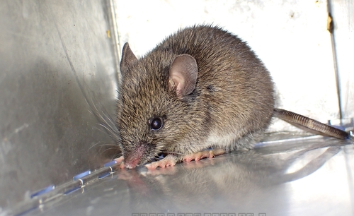 Apodemus semotus observed 2025-03-27