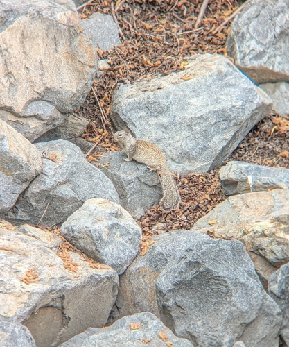 iNaturalist observation photo of California Ground Squirrel