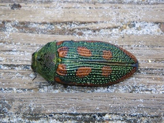 Stigmodera cancellata