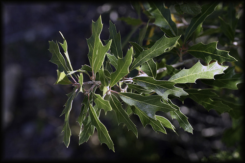 Chisos Oak
