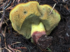 Gastroboletus