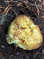 Gastroboletus