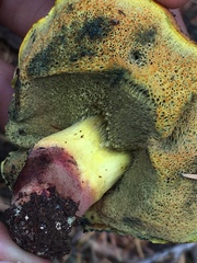 Gastroboletus