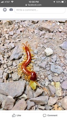 Scolopocryptops spinicaudus