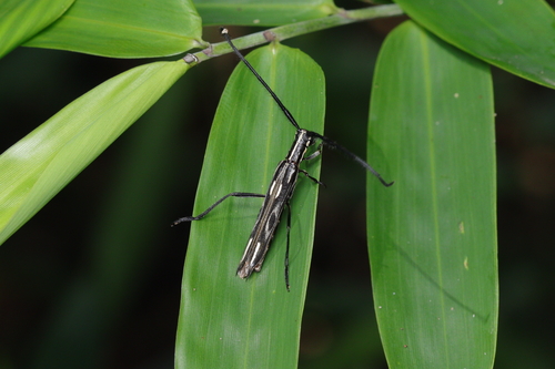 Hydraschema fabulosum