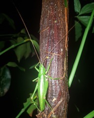 Austrosalomona destructor