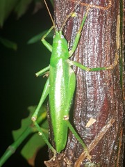 Austrosalomona destructor